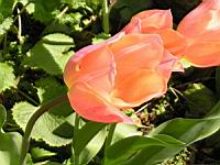 Tulipe (Photo F. Mrugala)